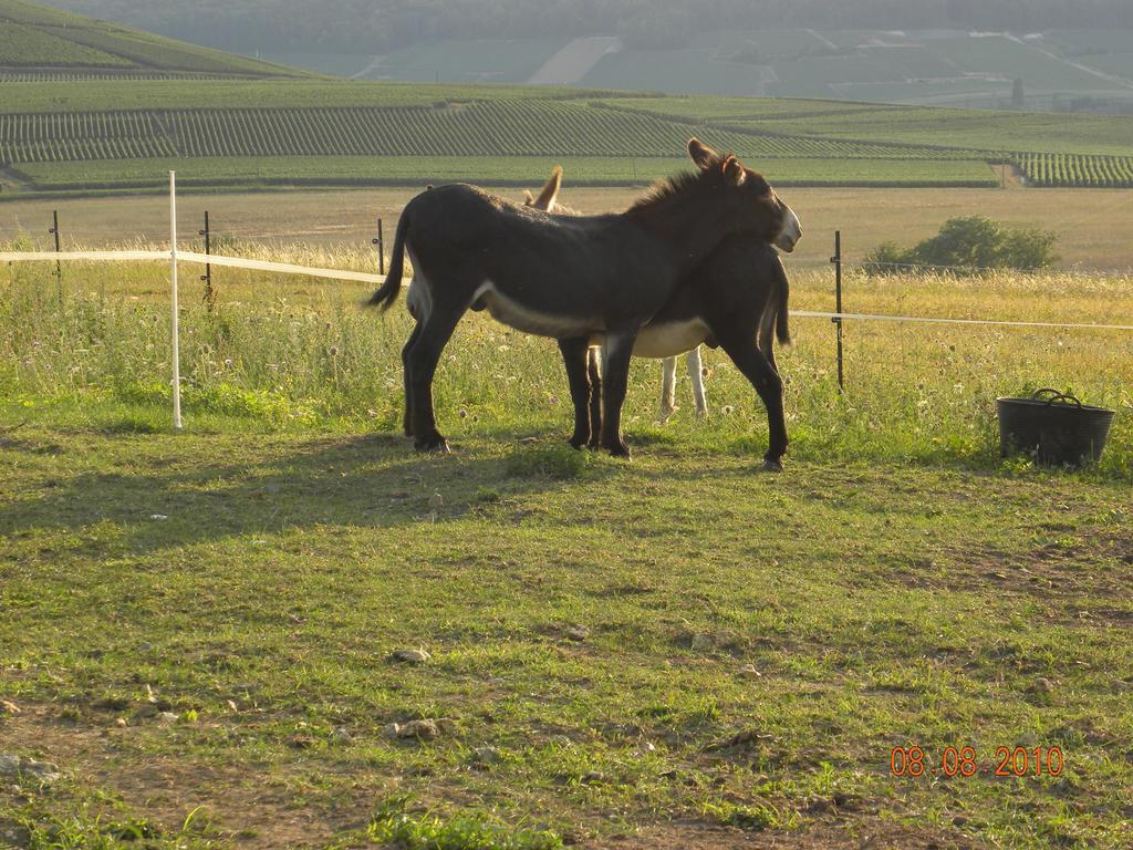 La P'Tite Boulonne Villa Festigny  Dış mekan fotoğraf